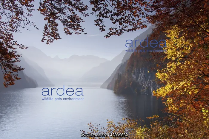 : Lake Koenigssee autumn as seen from Malerwinkel : Lake Koenigssee autumn as seen from Malerwinkel