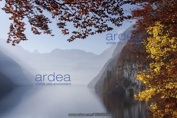 : Lake Koenigssee autumn as seen from Malerwinkel : Lake Koenigssee autumn as seen from Malerwinkel