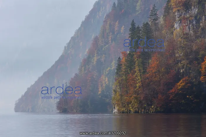 : Lake Koenigssee autumn as seen from Malerwinkel : Lake Koenigssee autumn as seen from Malerwinkel