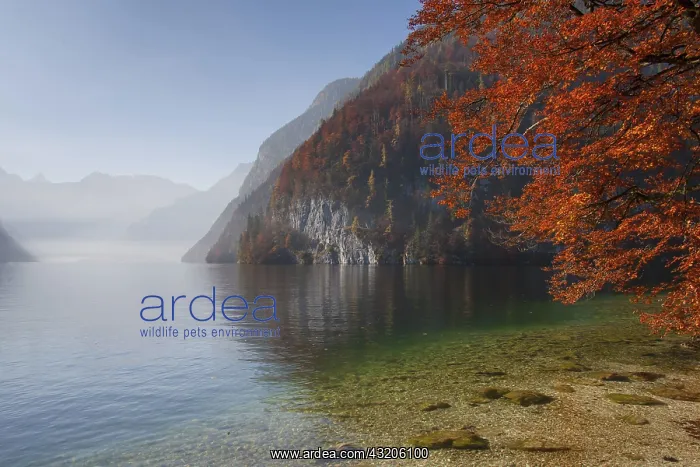 : Lake Koenigssee autumn as seen from Malerwinkel : Lake Koenigssee autumn as seen from Malerwinkel