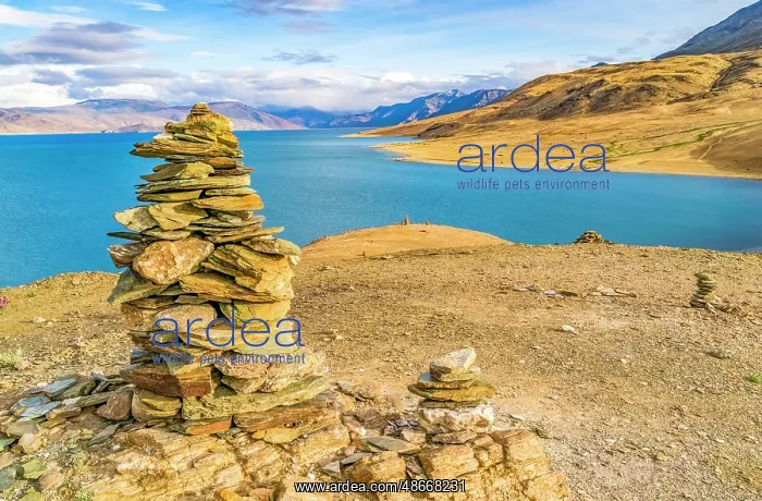 : Lake, Ladakh, India. Landscape view of stone cairns : Lake, Ladakh, India. Landscape view of stone cairns