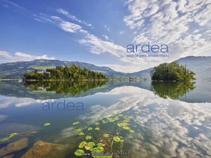 : Lake Lauerz with Schwanau Island : Lake Lauerz with Schwanau Island