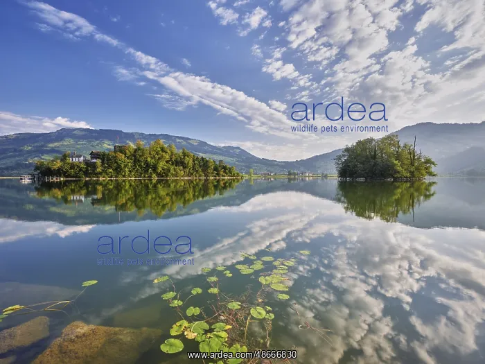 : Lake Lauerz with Schwanau Island, Lauerz, Canton Schwyz : Lake Lauerz with Schwanau Island, Lauerz, Canton Schwyz