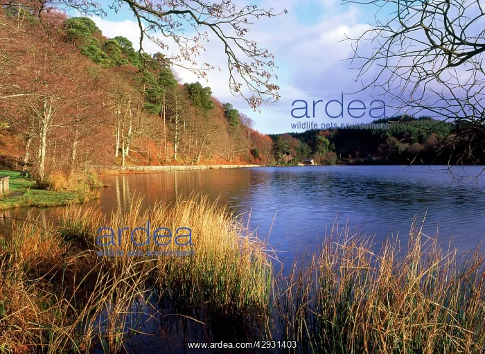 : Lake at Llyn Mair : Lake at Llyn Mair