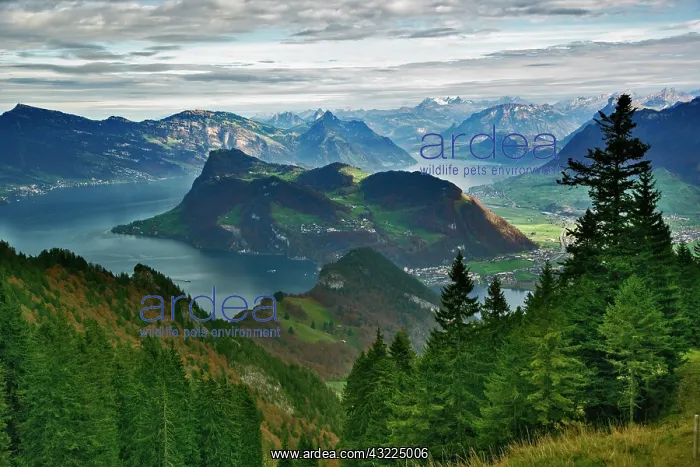 : Lake Lucerne surrounded by the Alps and : Lake Lucerne surrounded by the Alps and