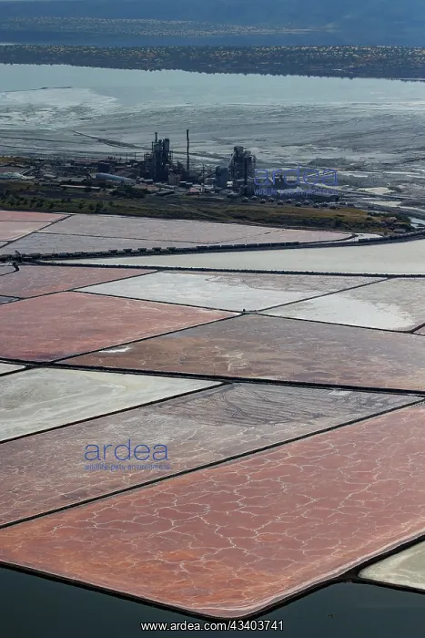 : Lake Magadi in Kenya, TATA soda factory : Lake Magadi in Kenya, TATA soda factory