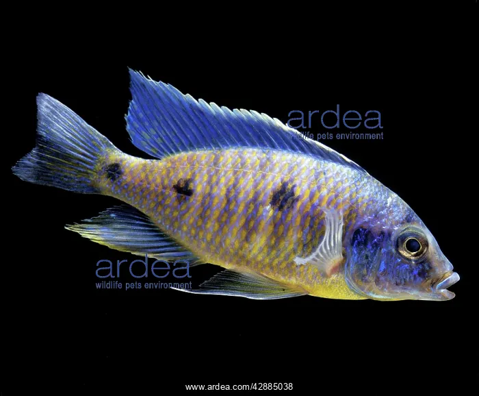 : Lake Malawi Cichlid : Lake Malawi Cichlid