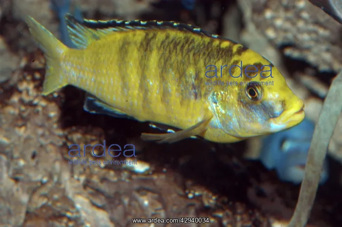 : Lake Malawi Cichlid : Lake Malawi Cichlid