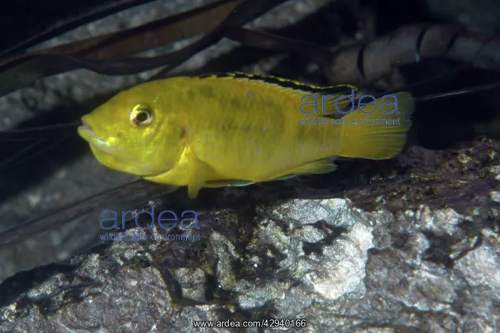 : Lake Malawi Cichlid : Lake Malawi Cichlid
