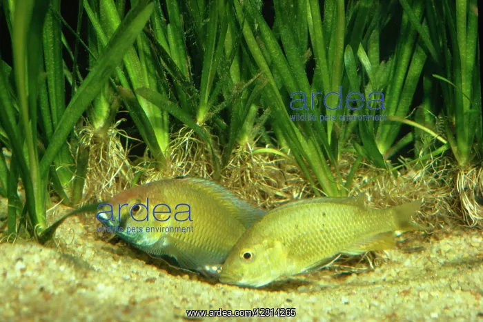 : Lake Malawi Cichlid Fish : Lake Malawi Cichlid Fish
