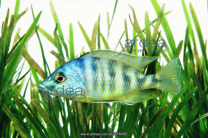 : Lake Malawi Cichlid Fish : Lake Malawi Cichlid Fish
