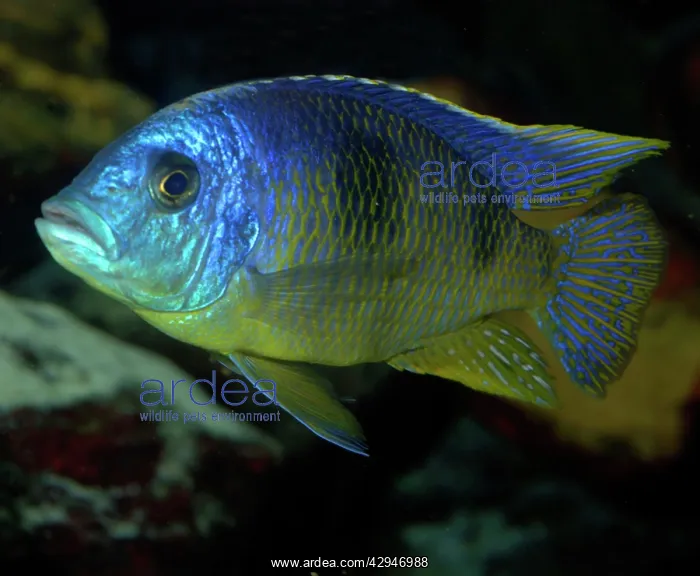 : Lake Malawi Cichlid - Lake Malawi and aquaria : Lake Malawi Cichlid - Lake Malawi and aquaria