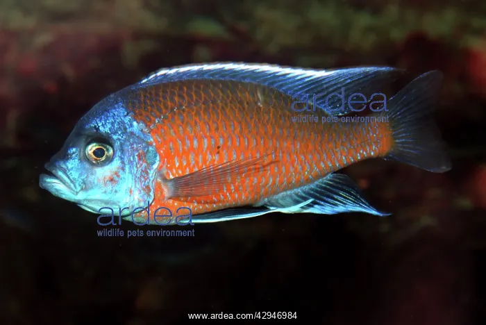 : Lake Malawi Cichlid - male, shallow and mid-depths : Lake Malawi Cichlid - male, shallow and mid-depths