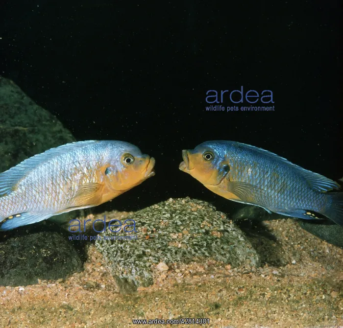 : Lake Malawi Fish / Cichlid - sexual rivalry between : Lake Malawi Fish / Cichlid - sexual rivalry between