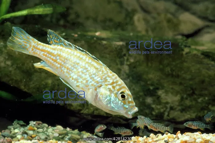 : Lake Malawi Fish - female with fry in mouth, (mouthbrooder) : Lake Malawi Fish - female with fry in mouth, (mouthbrooder)