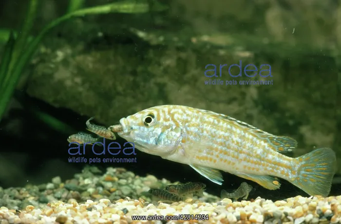 : Lake Malawi Fish - and Fry Cichlid : Lake Malawi Fish - and Fry Cichlid