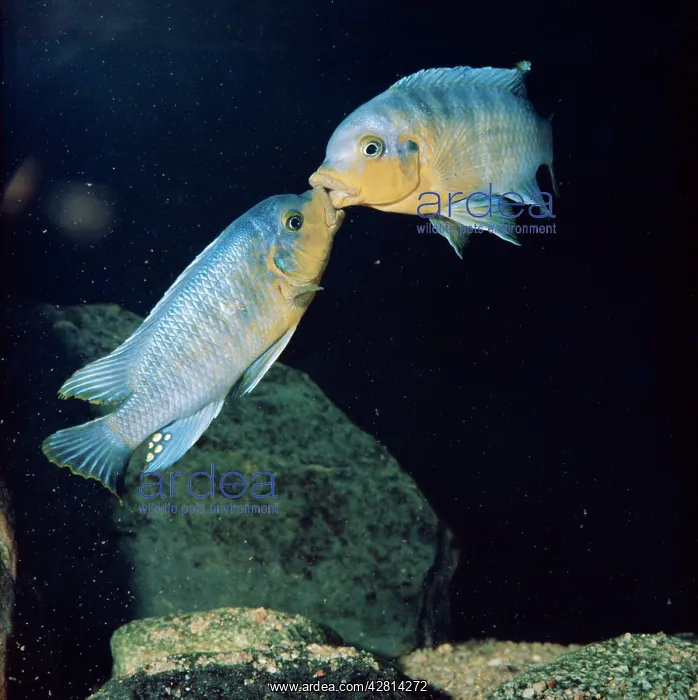 : LAKE MALAWI FISH - mouth fighting between territorial males : LAKE MALAWI FISH - mouth fighting between territorial males