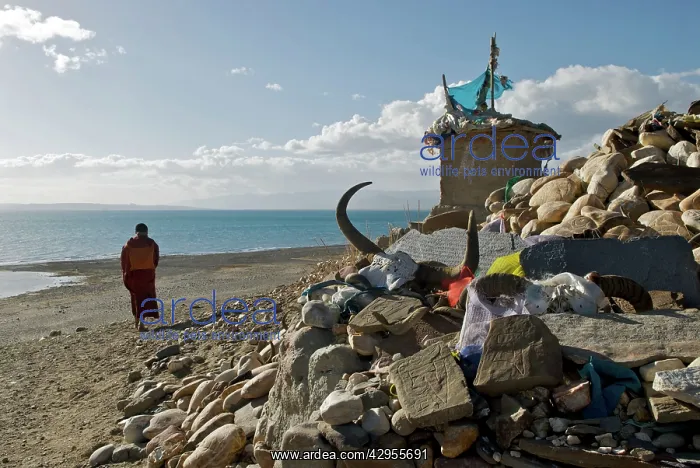 : Lake Manasarovar mani stones and monk : Lake Manasarovar mani stones and monk