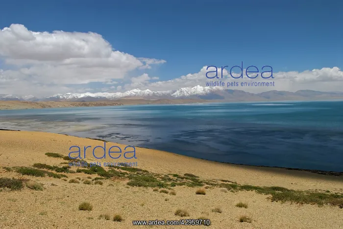 : Lake Mansarovar 3, 556m fresh water lake : Lake Mansarovar 3, 556m fresh water lake