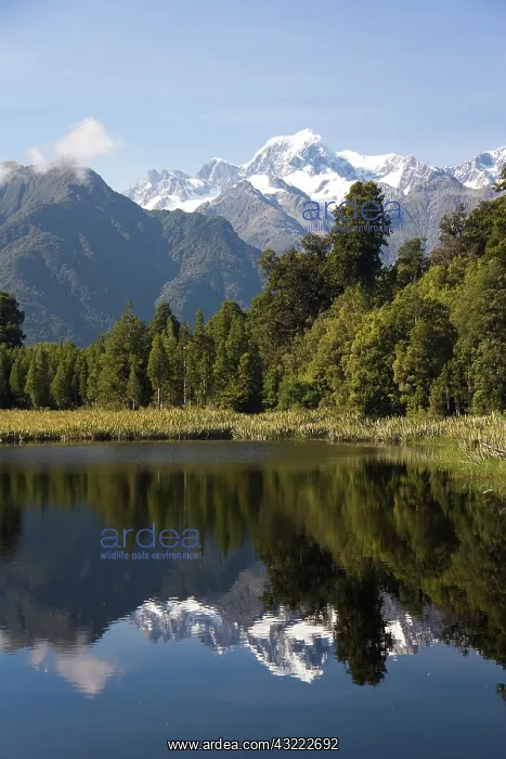 : Lake Matheson, New Zealand. Lake Matheson : Lake Matheson, New Zealand. Lake Matheson
