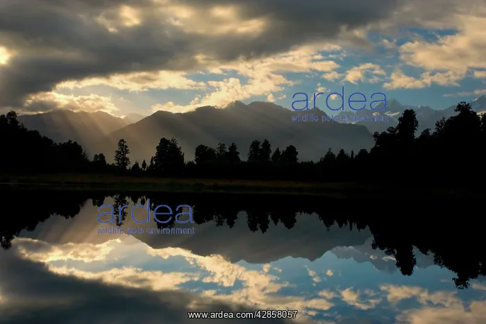 : Lake Matheson - perfect reflection of the Southern : Lake Matheson - perfect reflection of the Southern