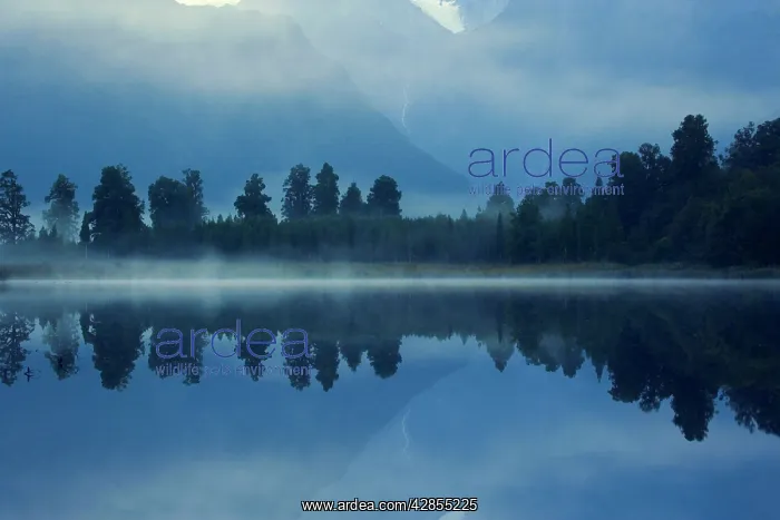 : Lake Matheson - perfect reflection of treeline : Lake Matheson - perfect reflection of treeline