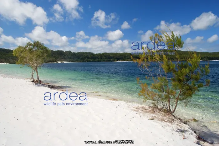 : Lake McKenzie : Lake McKenzie