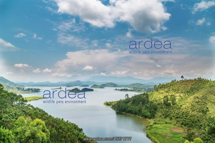 : Lake Mutanda, east bank, behind Virunga Mountains : Lake Mutanda, east bank, behind Virunga Mountains