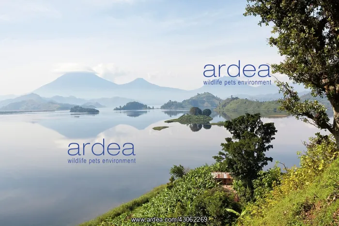 : Lake Mutanda near Kisoro with the Virunga : Lake Mutanda near Kisoro with the Virunga