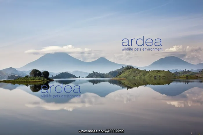 : Lake Mutanda near Kisoro with the Virunga : Lake Mutanda near Kisoro with the Virunga