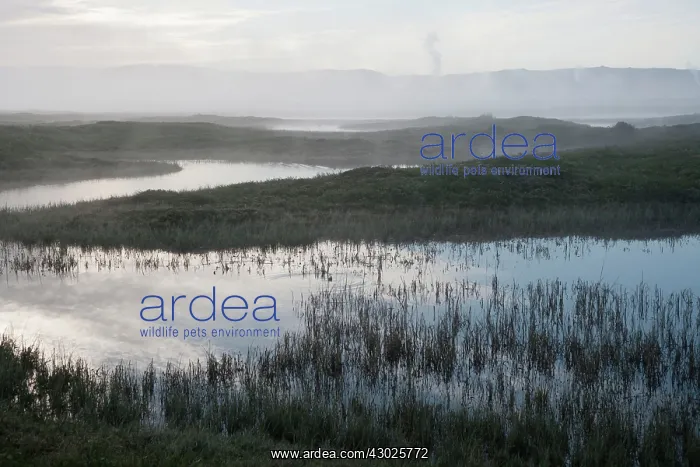 : Lake Myvatn - in early morning mist : Lake Myvatn - in early morning mist
