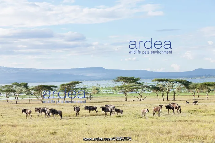 : Lake Naivasha and the Game Reserve Crescent : Lake Naivasha and the Game Reserve Crescent