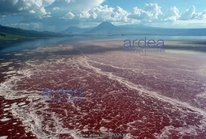  : Lake Natron, Tanzania, Africa