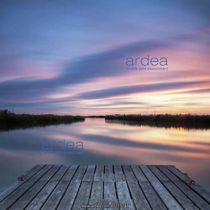 : Lake Neusiedlersee in Austria at sunrise : Lake Neusiedlersee in Austria at sunrise
