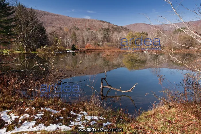 : Lake at Oliverea in autumn (fall) : Lake at Oliverea in autumn (fall)