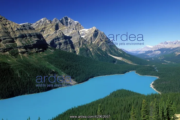 : Lake Peyto : Lake Peyto