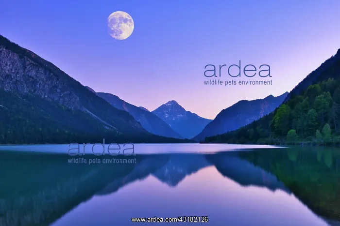  : Lake Plansee with full moon, evening mood, Ammergau