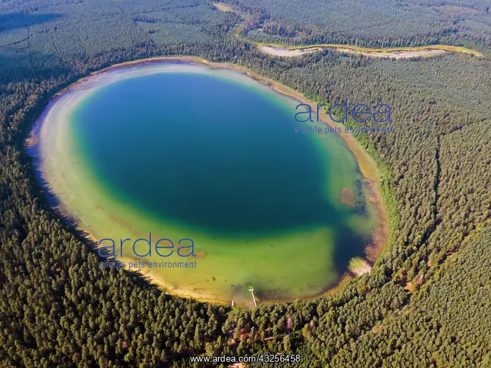 : Lake Plaskie like an atoll, Jezioro Plaskie, Suwalszczyzna : Lake Plaskie like an atoll, Jezioro Plaskie, Suwalszczyzna