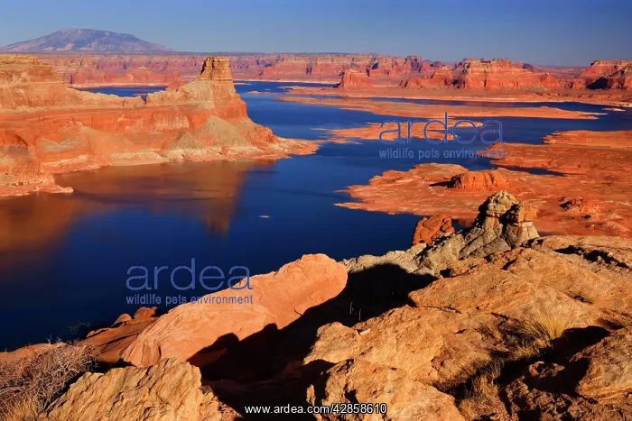 : Lake Powell - panoramic view onto Lake Powell and : Lake Powell - panoramic view onto Lake Powell and