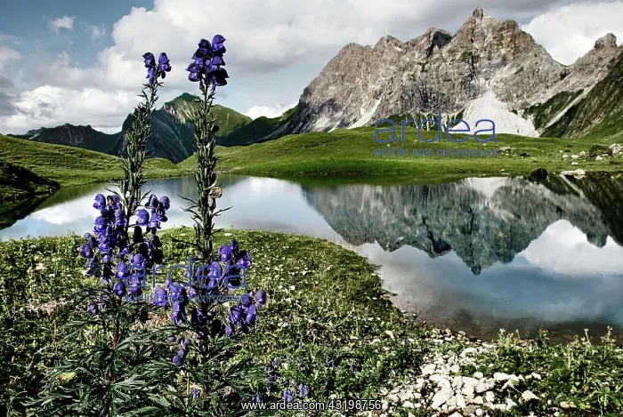 : Lake with purple flowers and mountain landscape : Lake with purple flowers and mountain landscape