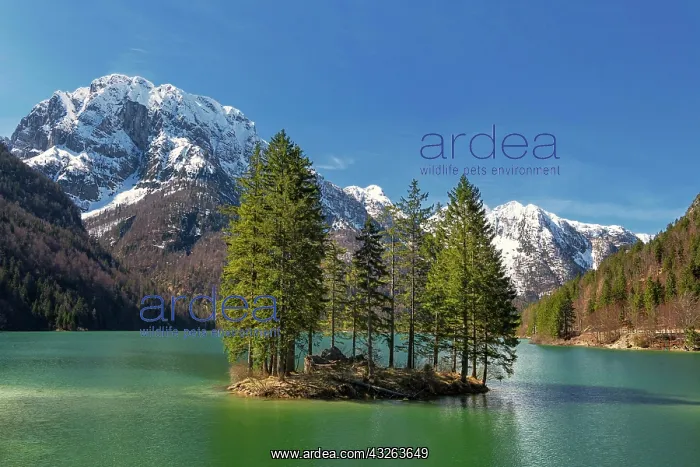 : Lake Raibl with small tree island, snow-capped mountains : Lake Raibl with small tree island, snow-capped mountains