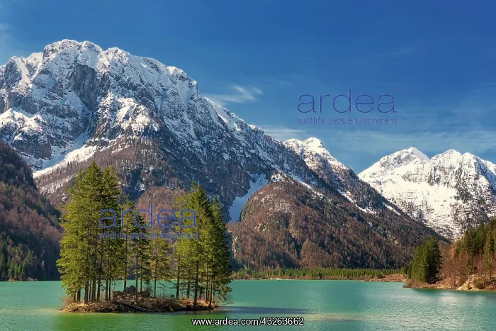 : Lake Raibl with small tree island, snow-capped mountains : Lake Raibl with small tree island, snow-capped mountains