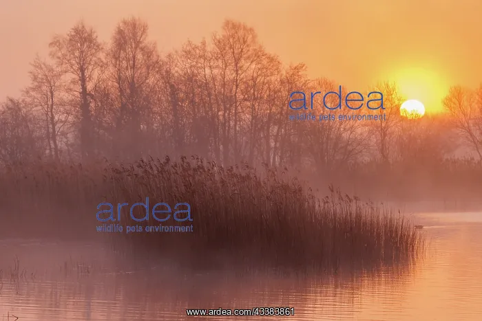 : Lake, reed-bed and Alder trees at dawn, at Ham W : Lake, reed-bed and Alder trees at dawn, at Ham W