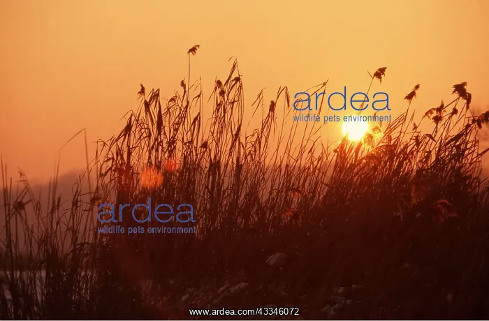 : LAKE REEDS - SUNSET : LAKE REEDS - SUNSET