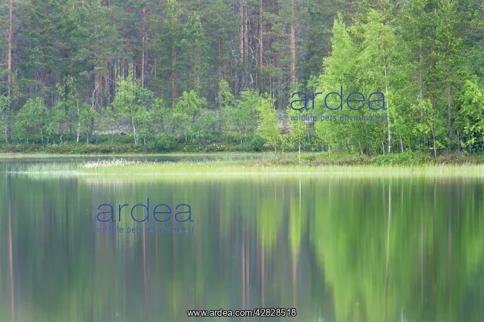 : Lake and Reflected Forest : Lake and Reflected Forest