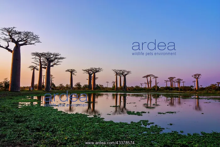: Lake reflecting the Avenue de Baobabs at sunrise : Lake reflecting the Avenue de Baobabs at sunrise