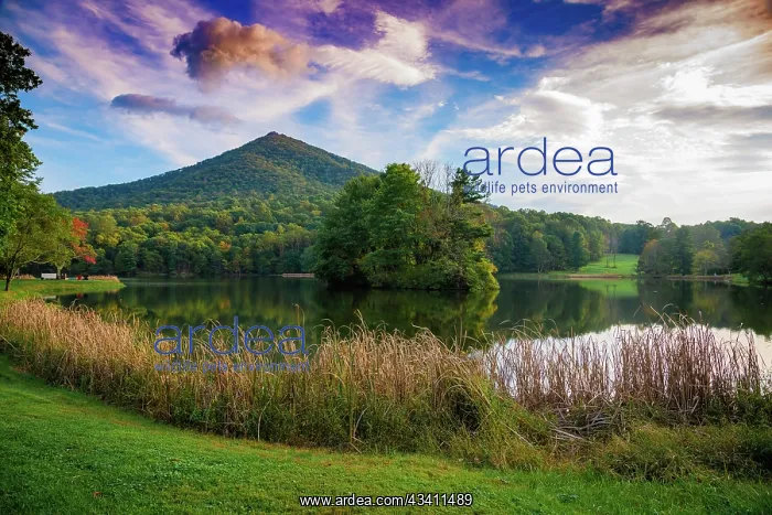 : Lake reflections, Peaks Of Otter, Blue Ridge Parkway : Lake reflections, Peaks Of Otter, Blue Ridge Parkway
