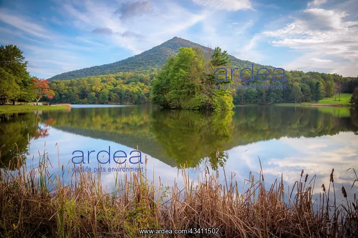 : Lake reflections, Peaks Of Otter, Blue Ridge Parkway : Lake reflections, Peaks Of Otter, Blue Ridge Parkway