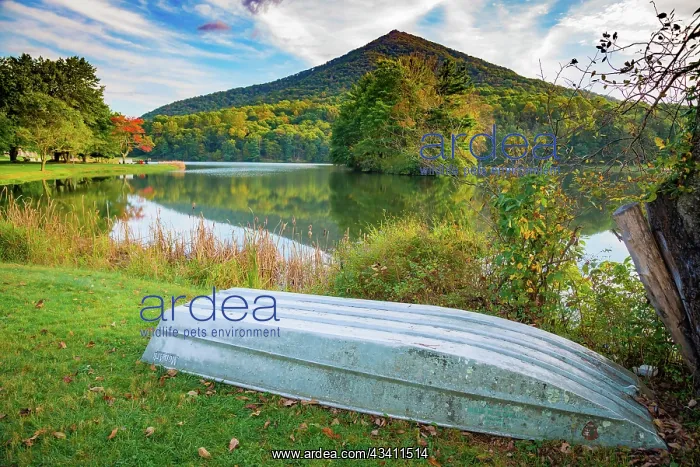 : Lake reflections, Peaks Of Otter, Blue Ridge Parkway : Lake reflections, Peaks Of Otter, Blue Ridge Parkway
