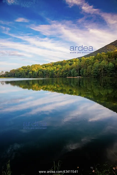 : Lake reflections, Peaks Of Otter, Blue Ridge Parkway : Lake reflections, Peaks Of Otter, Blue Ridge Parkway